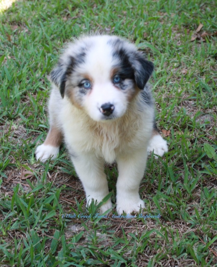 Maggie's Puppies